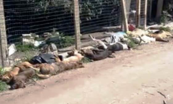 Cani avvelenati a Sciacca, l'Aidaa presenta una denuncia contro il sindaco Valenti Cani avvelenati a Sciacca, l'Aidaa presenta una denuncia contro il sindaco Valenti